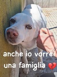 ROY 3 ANNI taglia media IN CANILE