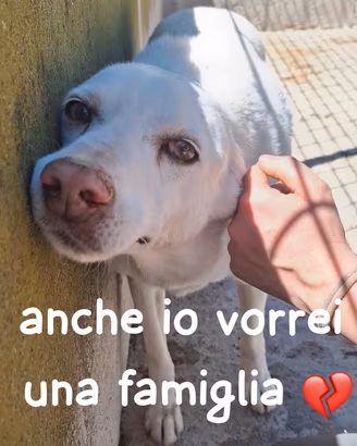 ROY 3 ANNI taglia media IN CANILE