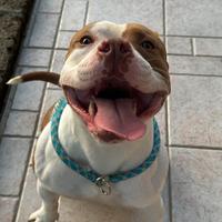 American Bully Standar