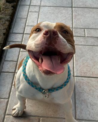 American Bully Standar