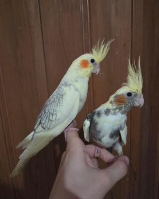 Calopsite allevate a mano, pappagalli uccelli