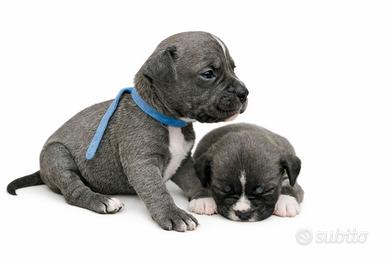 American staffordshire terrier