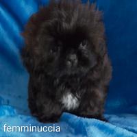 Shih tzu/shih tzu -pechinese