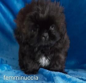 Shih tzu/shih tzu -pechinese