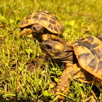 Coppia tartarughe testudo hermanni