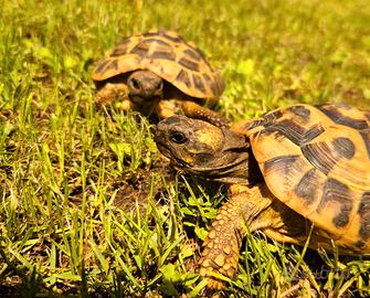 Coppia tartarughe testudo hermanni
