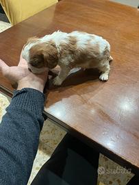 Cucciolo di cavalier king