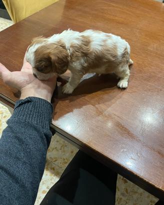 Cucciolo di cavalier king