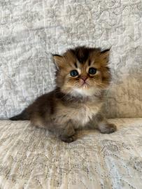 British longhair