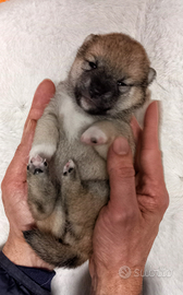 Cuccioli shiba inu pedigree Enci