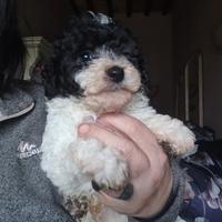 Barboncino particolor toy