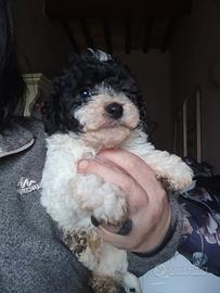 Barboncino particolor toy