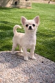 Cucciolo chihuahua mini