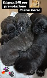 Cuccioli di Cane Corso disponibili