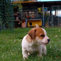 Jack Russell