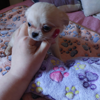 Chihuahua femmina enci