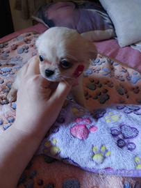 Chihuahua femmina enci