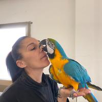 Pappagallo Ara Ararauna