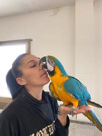 Pappagallo Ara Ararauna