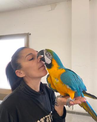 Pappagallo Ara Ararauna