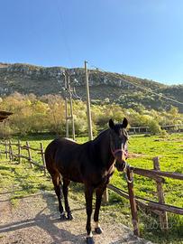 Cavallo Quarter horse