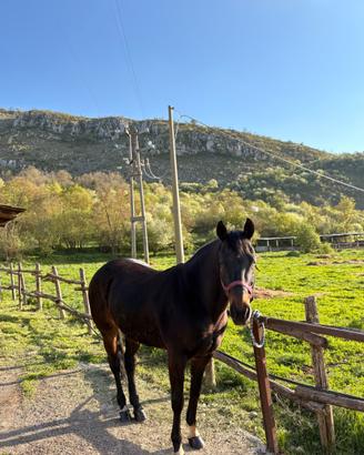 Cavallo Quarter horse