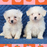 Maltese toy