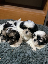 Cuccioli shihtzu -shitzu