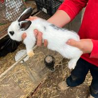 Cuccioli di coniglio da carne