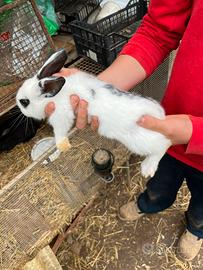 Cuccioli di coniglio da carne