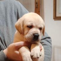 CUCCIOLO di Labrador Retriever