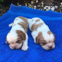 Cuccioli di cavalier king originali
