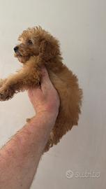 Cuccioli di barboncino