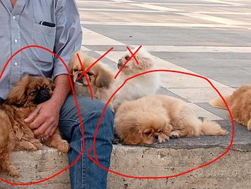 Cuccioli pechinesi
