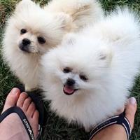 Volpino di pomerania pedigree