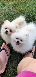 Volpino di pomerania pedigree