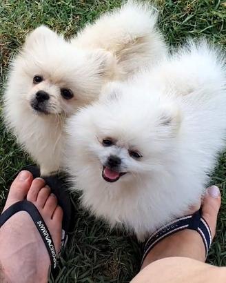 Volpino di pomerania pedigree