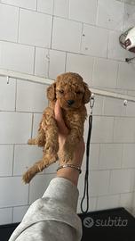 Barboncini toy e mini toy