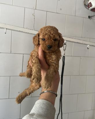 Barboncini toy e mini toy