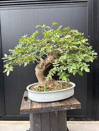Bonsai frassino