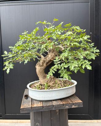 Bonsai frassino