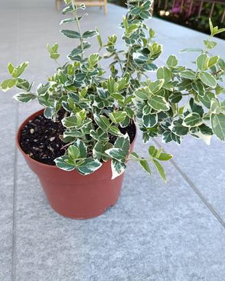 evonimo in vaso