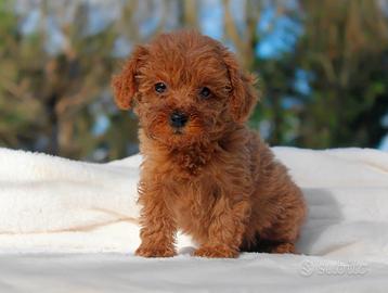 Cucciolina di Barboncino