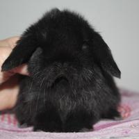 Ultimi cuccioli Minilop neri selezionati