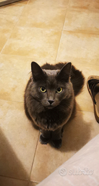 Gatto simil certosino a pelo lungo