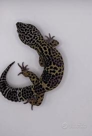 Geco Leopardino