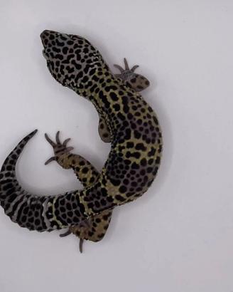 Geco Leopardino