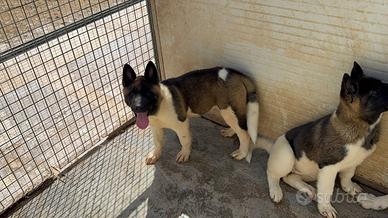 Akita americano