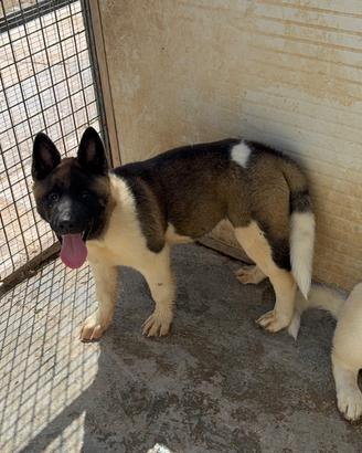 Akita americano