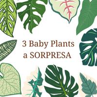 Box 3 Baby Plants a SORPRESA 